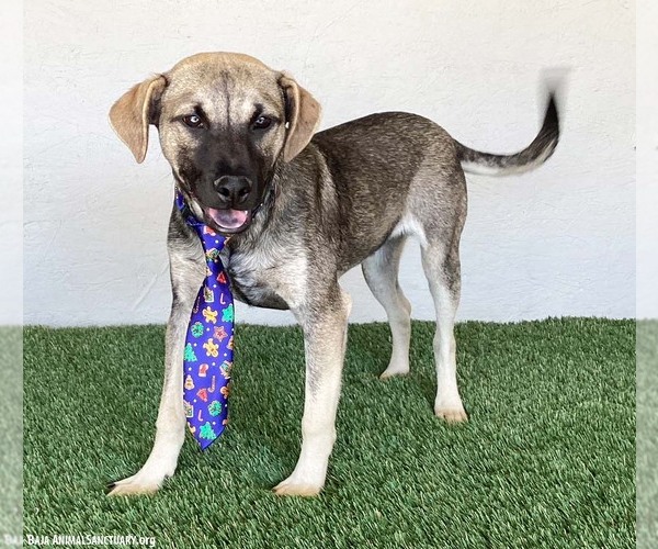 Medium Photo #4 German Shepherd Dog-Unknown Mix Puppy For Sale in San Diego, CA, USA