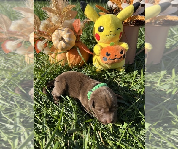 Medium Photo #5 Labrador Retriever Puppy For Sale in NEOLA, WV, USA