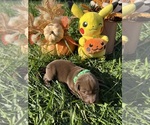 Small #4 Labrador Retriever