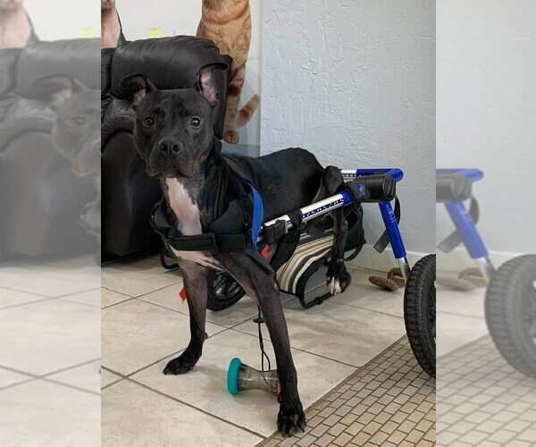 Medium Photo #11 Mutt Puppy For Sale in Pompano Beach , FL, USA