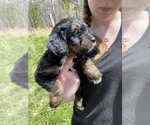 Small Photo #5 Bernedoodle Puppy For Sale in HARROGATE, TN, USA