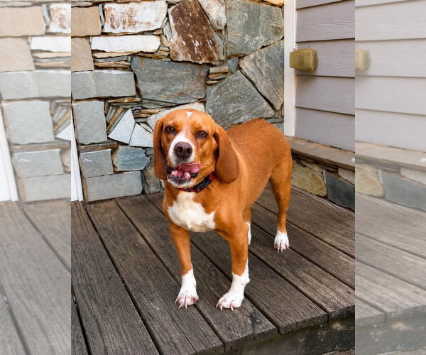 Medium Photo #3 Beagle Puppy For Sale in Mouth Of Wilson, VA, USA