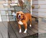 Small #2 Beagle