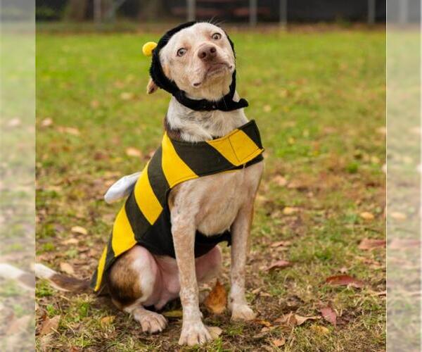 Medium Photo #1 Beagle-Unknown Mix Puppy For Sale in Murfreesboro, TN, USA