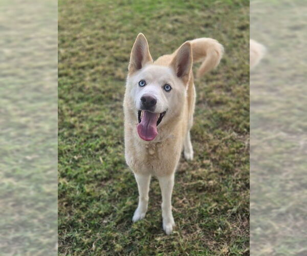 Medium Photo #1 Siberian Husky Puppy For Sale in Riverside, CA, USA