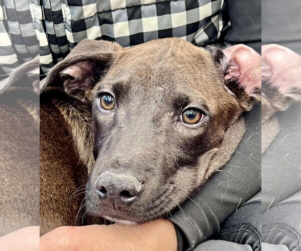 Medium Photo #18 American Pit Bull Terrier-Unknown Mix Puppy For Sale in Minneapolis, MN, USA