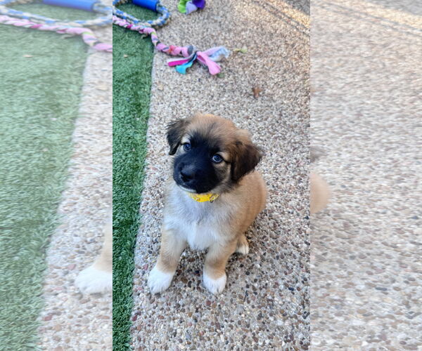 Medium Photo #3 Labrador Retriever-Unknown Mix Puppy For Sale in Fort Worth, TX, USA