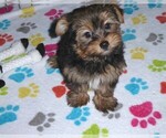 Small #1 Yorkshire Terrier
