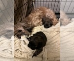 Small Photo #4 Shih Tzu Puppy For Sale in STOKESDALE, NC, USA