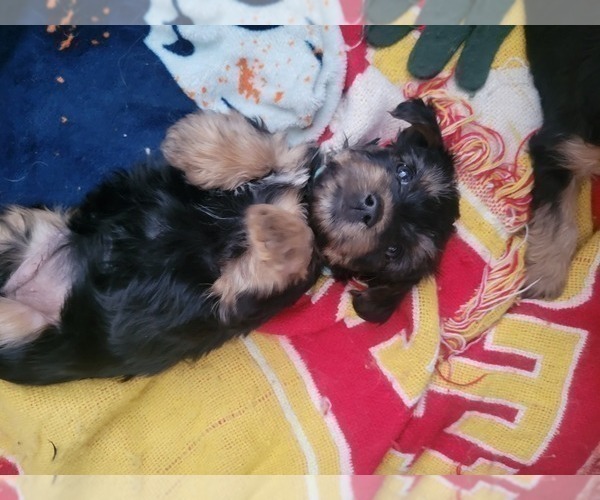 Medium Photo #2 Yorkshire Terrier Puppy For Sale in NORTHGLENN, CO, USA
