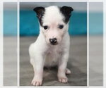 Small Border Collie Mix
