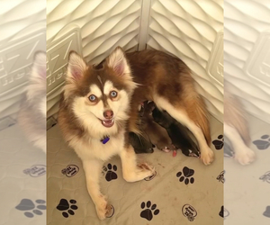 Mother of the Pomsky puppies born on 07/13/2025