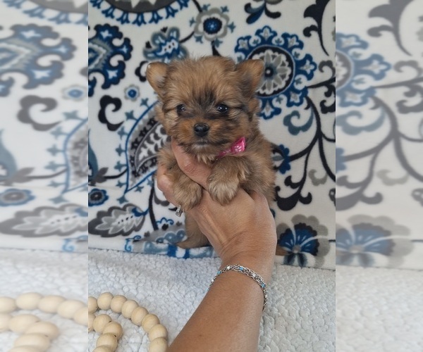 Medium Photo #2 Yoranian Puppy For Sale in LEWISBURG, KY, USA