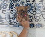 Small #1 Yoranian