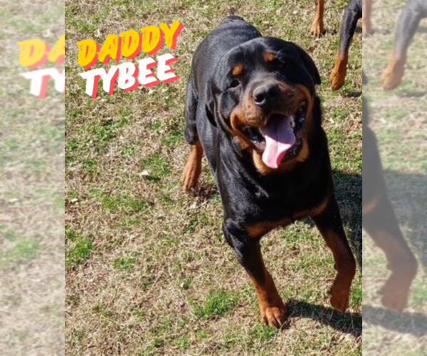 Medium Photo #1 Rottweiler Puppy For Sale in DRAPER, VA, USA