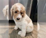 Small Photo #10 Goldendoodle Puppy For Sale in KANSAS CITY, MO, USA