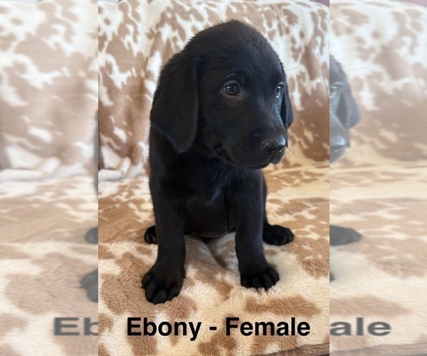 Medium Photo #5 Labrador Retriever Puppy For Sale in OVID, MI, USA