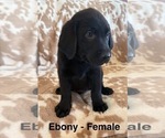 Small #4 Labrador Retriever