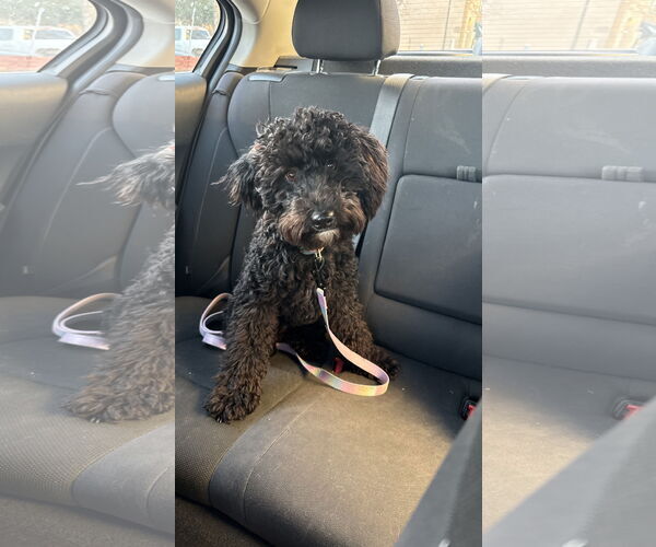 Medium Photo #2 Mutt Puppy For Sale in St. Louis Park, MN, USA