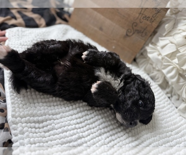 Medium Photo #9 Bernedoodle Puppy For Sale in BELMONT, NC, USA
