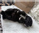 Small #8 Bernedoodle