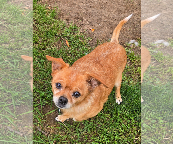 Medium Photo #3 Chihuahua-Unknown Mix Puppy For Sale in Clarkston, MI, USA