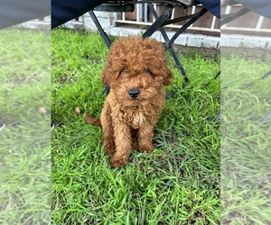 Poodle (Miniature) Puppy for sale in IMPERIAL BEACH, CA, USA