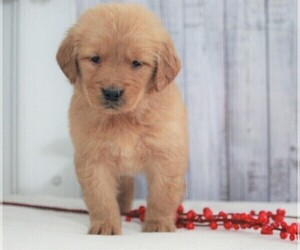 Golden Retriever Puppy for sale in APPLE CREEK, OH, USA