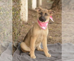 Cheyenne - Female German Shepherd Dog-Unknown Mix Dog for Adoption - Photo #4