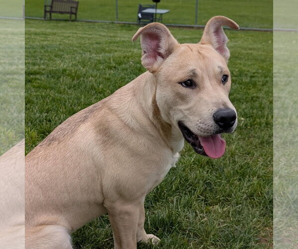 Medium Photo #4 Labrador Retriever-Unknown Mix Puppy For Sale in Rootstown, OH, USA