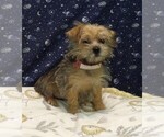 Small Photo #15 Morkie Puppy For Sale in PATERSON, NJ, USA