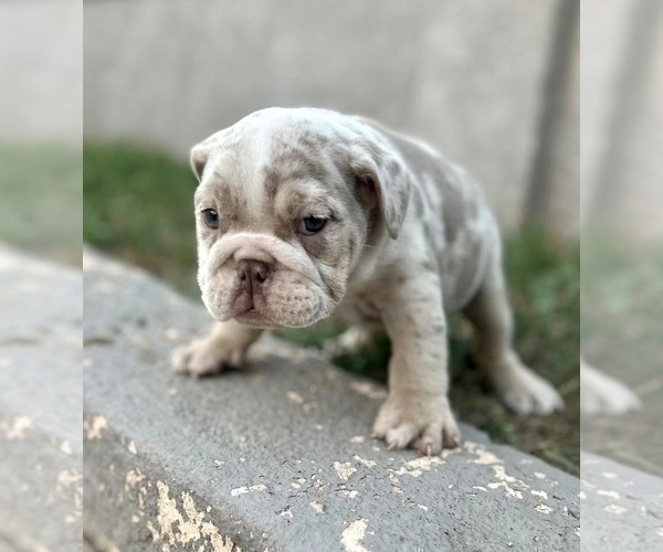Medium Photo #5 English Bulldog Puppy For Sale in SAN MARINO, CA, USA