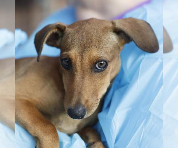 Medium Photo #1 Mutt Puppy For Sale in San Antonio, TX, USA