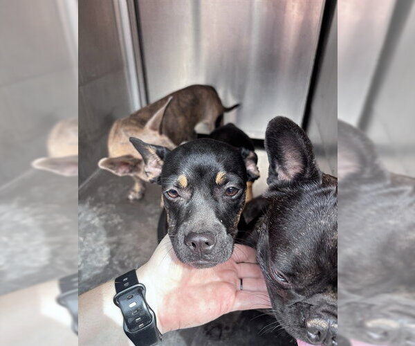 Medium Photo #1 Dachshund-Unknown Mix Puppy For Sale in Oklahoma City, OK, USA