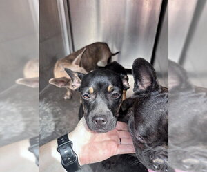 Dachshund-Unknown Mix Dogs for adoption in Oklahoma City, OK, USA