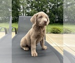 Small #1 Labrador Retriever
