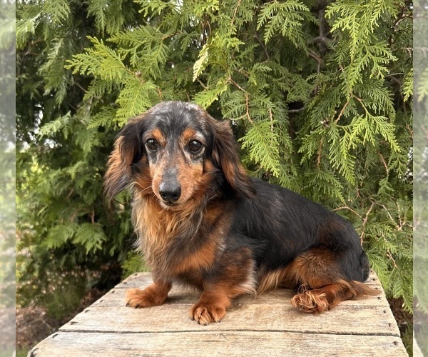 Medium Photo #1 Dachshund Puppy For Sale in MIDDLEBURY, IN, USA