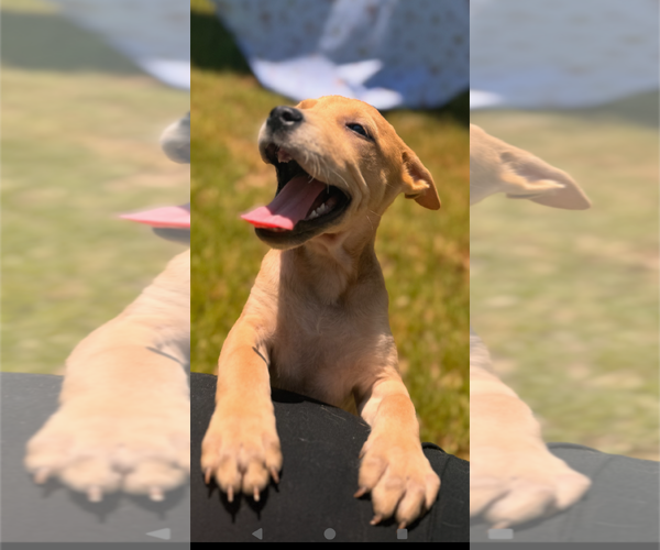Medium Photo #9 Labrador Retriever-Unknown Mix Puppy For Sale in Holly Springs, NC, USA