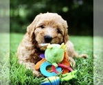 Small Photo #7 Labradoodle Puppy For Sale in BURTON, OH, USA