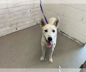 Siberian Husky-Unknown Mix Dogs for adoption in San Bernardino, CA, USA