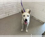 Small Siberian Husky Mix