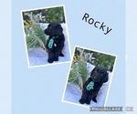 Puppy Rocky Goldendoodle