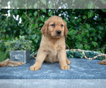 Small #2 Golden Retriever