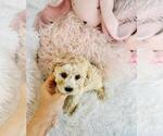 Small #2 Cavapoo (Miniature)