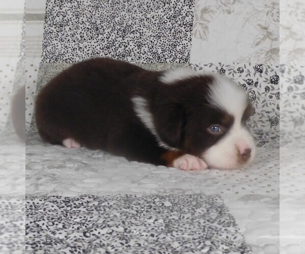 Medium Photo #6 Miniature Australian Shepherd Puppy For Sale in HARRISON, OH, USA