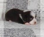 Small #5 Miniature Australian Shepherd