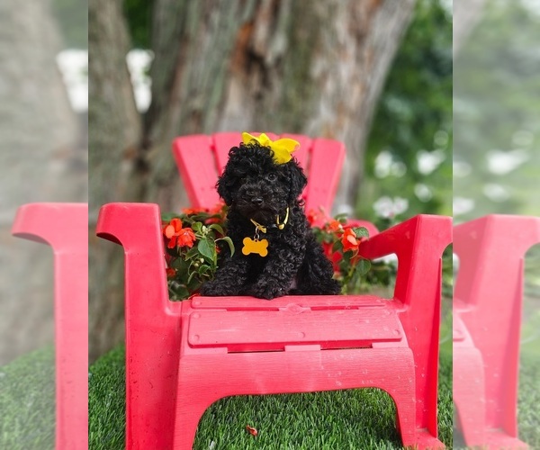 Medium Photo #6 Poodle (Toy) Puppy For Sale in INDIANAPOLIS, IN, USA