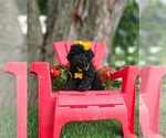 Small #5 Poodle (Toy)