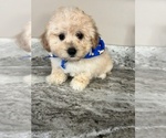 Small Photo #4 Maltese-Poodle (Toy) Mix Puppy For Sale in RICHMOND, IL, USA