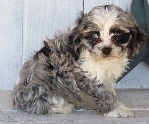 Cock-A-Poo Puppy for sale in FREDERICKSBURG, OH, USA